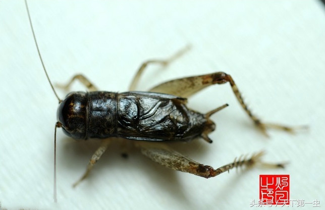 蟋蟀顶级鉴赏,蟋蟀独一无二的特点有哪些
