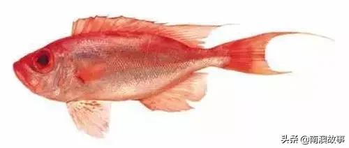 潮汕热销海鲜品种,潮汕常见的海鲜大全