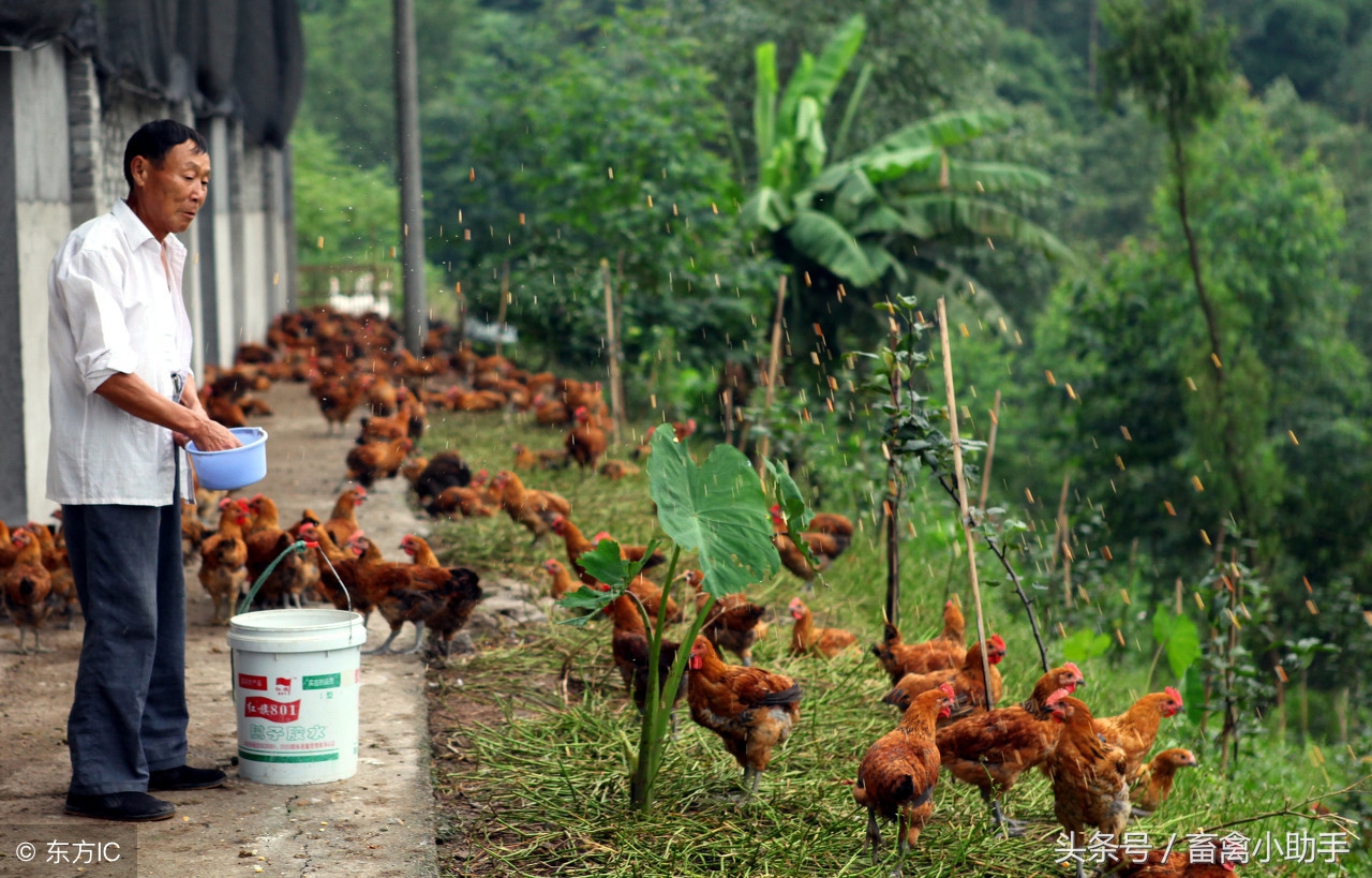 养土鸡养什么品种最赚钱,土鸡养殖技术大全鸡的品种