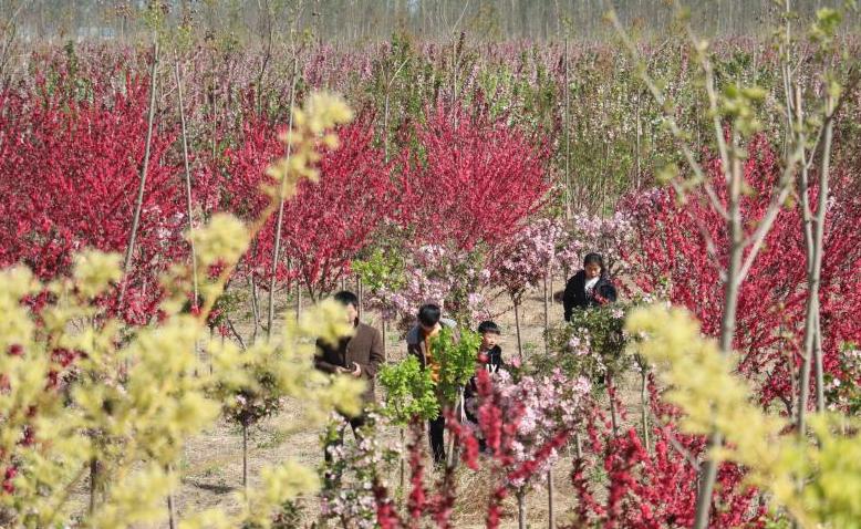 震撼千亩海棠绽芬芳,千亩海棠竞相开放