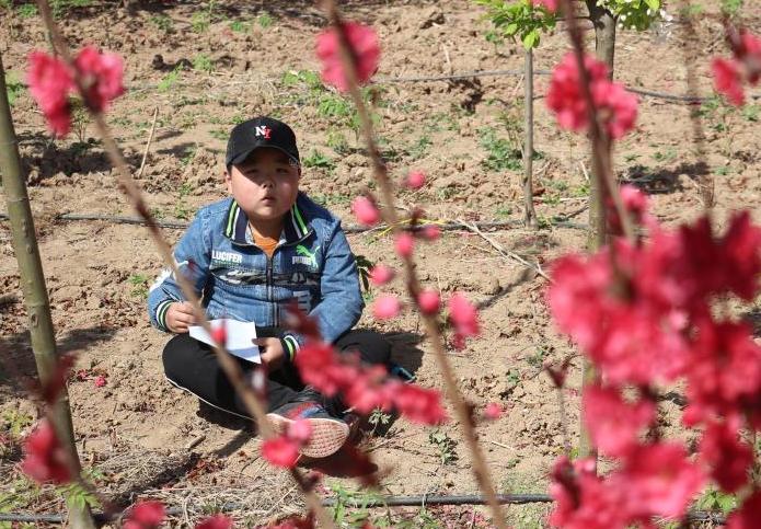 震撼千亩海棠绽芬芳,千亩海棠竞相开放