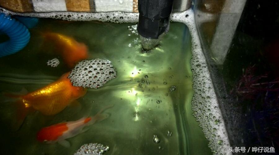 为啥我鱼缸的水老是有沫子,养鱼的鱼缸里有小小的泡泡是什么