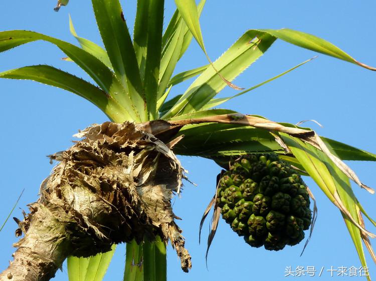 海贼王里的恶魔果实有哪些,海贼王中的恶魔果实