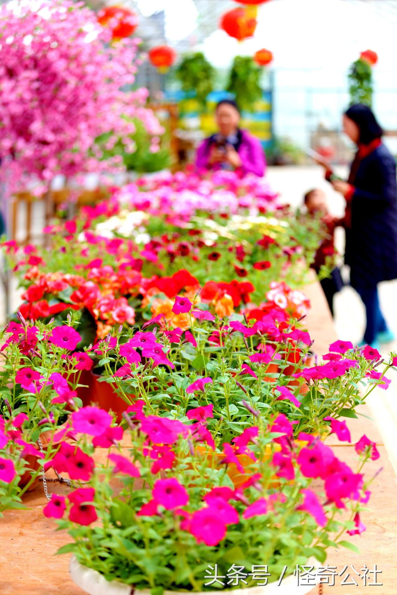 宜昌市夷陵区同心花海,2020宜昌赏花同心花海