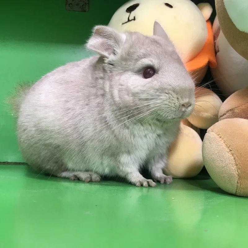 龙猫生病去哪里找医院治疗,龙猫肺炎的症状