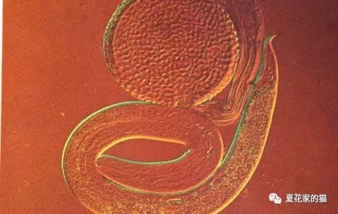 常见猫咪寄生虫,猫咪寄生虫拔除过程