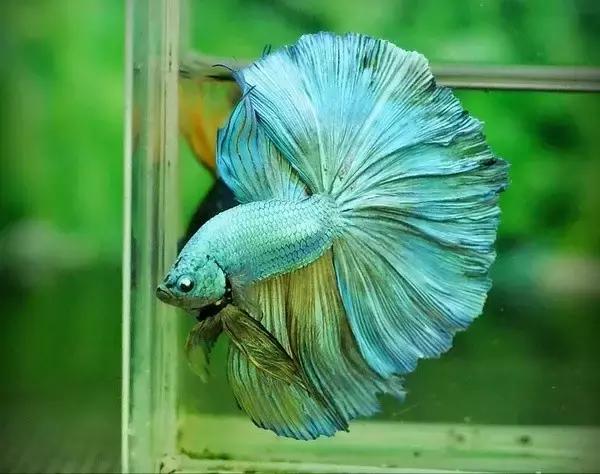 有哪些斗鱼天性好斗,斗鱼自恋狂