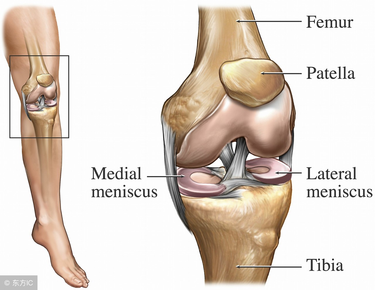 膝关节损伤多久能消肿,膝关节受伤拍ct还是磁共振