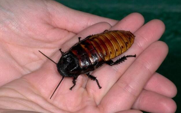 科学家发现蟑螂的真相,人类未来的食物来源昆虫