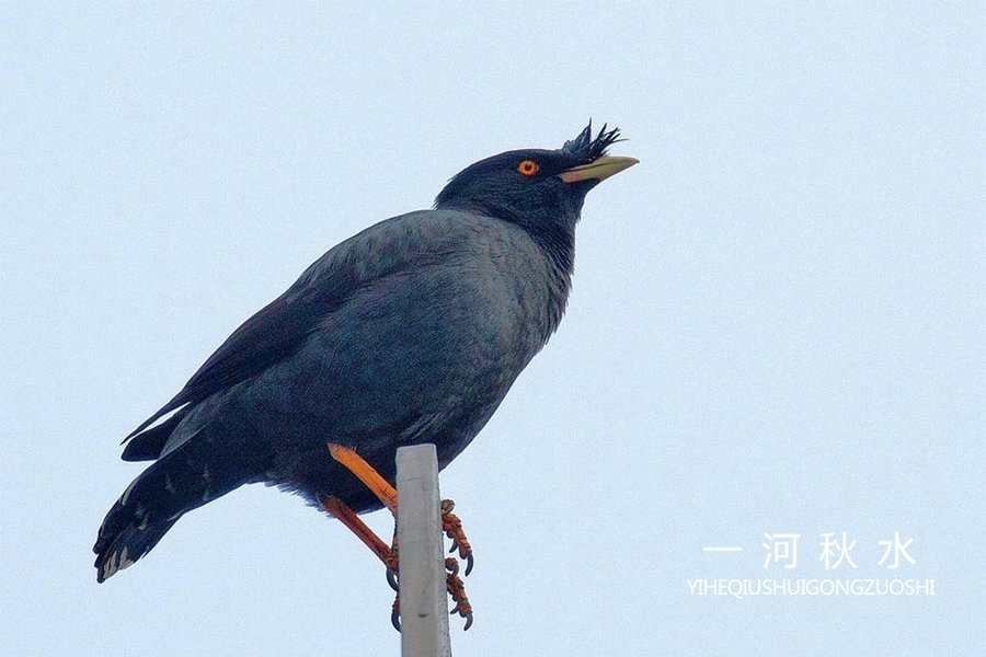 朋友家的八哥,养了一只最笨的八哥怎么办