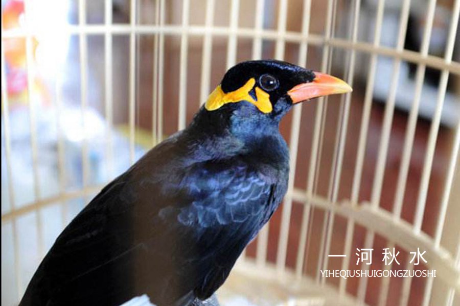 朋友家的八哥,养了一只最笨的八哥怎么办