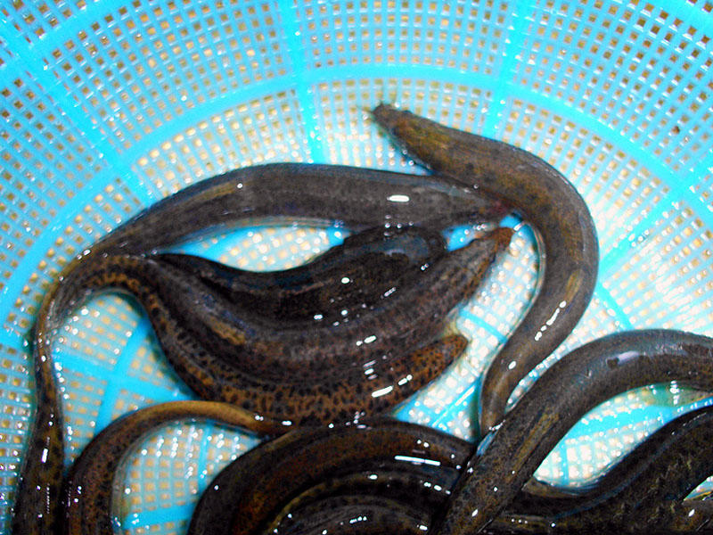 照泥鳅用什么工具,照泥鳅用什么颜色灯光好