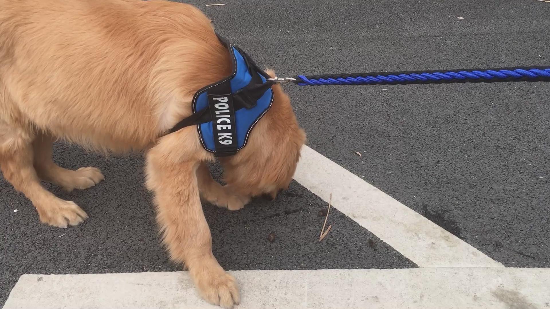 八个月金毛太闹腾,怎样驯服金毛听话