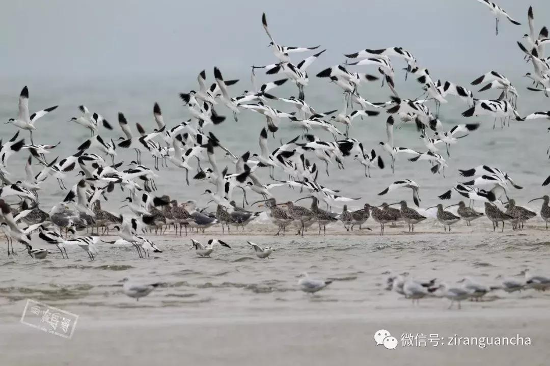 什么什么之鸟成语,带鸟字的成语大全及解释