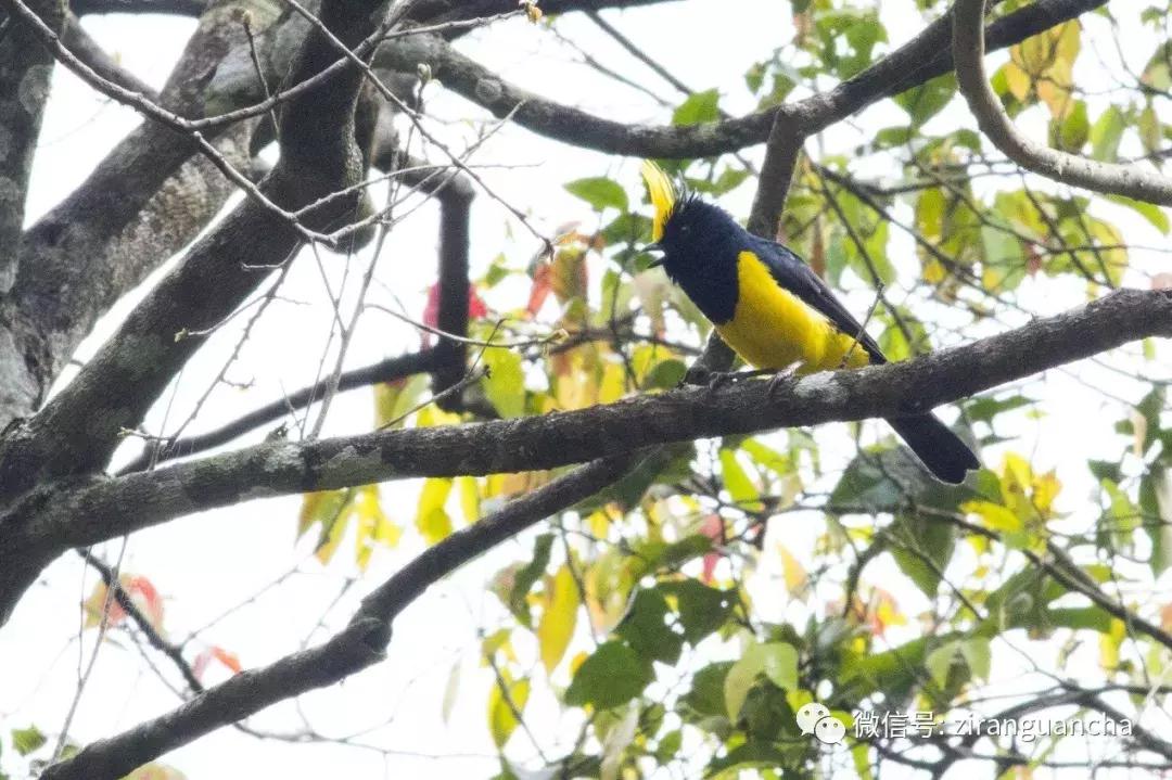 什么什么之鸟成语,带鸟字的成语大全及解释