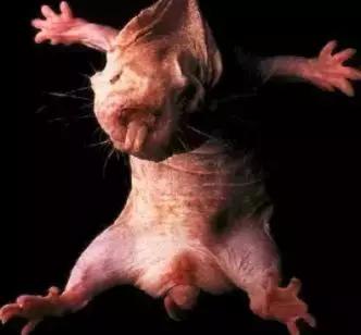 裸鼹鼠不衰老为什么会死,裸鼹鼠一生不得病吗