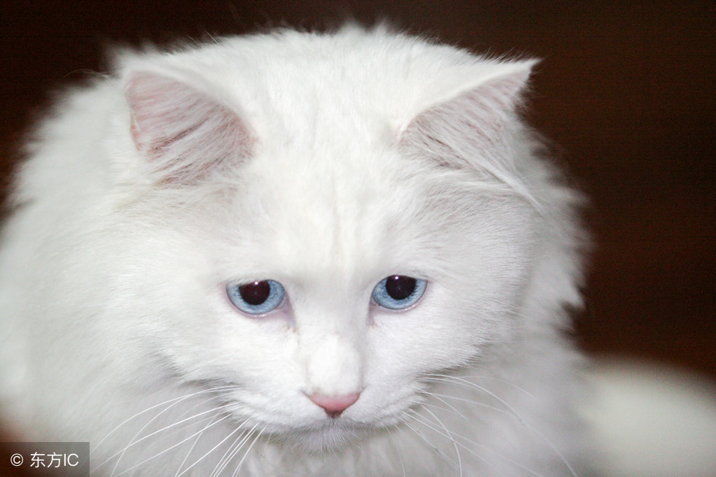 猫咪也有焦虑症？快学会7个治疗方法！