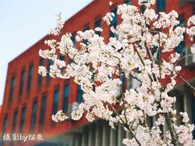 武汉外语外事职业学院什么样,武汉外语外事职业学院周围环境