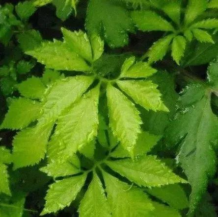 300种园林植物栽培与应用,苗木种植园林绿化