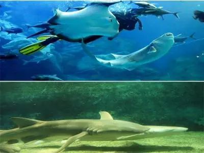 深圳生日当天可以免费去玩的地方,过生日那天拿着身份证可以吃什么