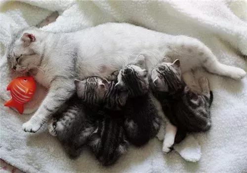 养猫人需要什么,养猫人需要学习的书籍