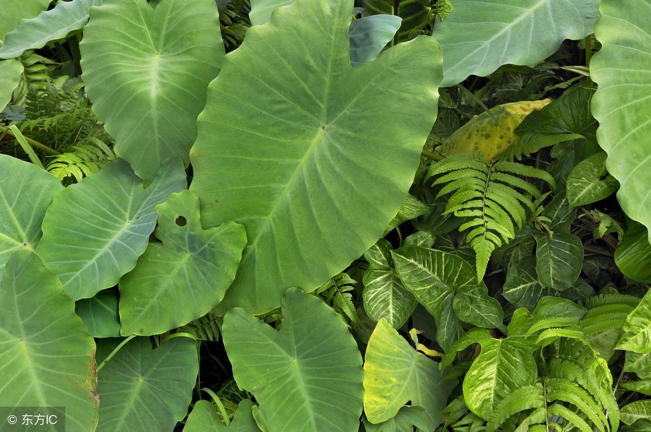 种植广西荔浦芋头,荔浦芋怎么施肥高产