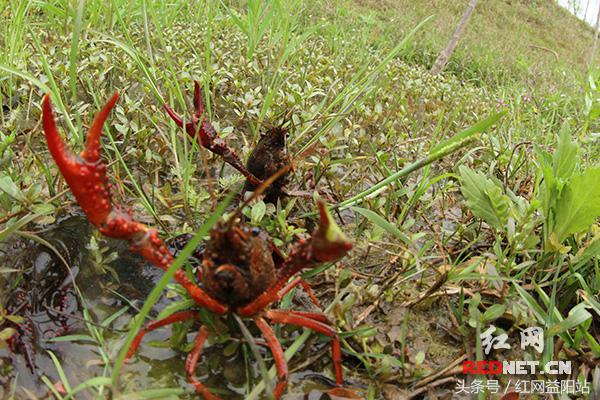 传承湘江精神开拓乡村振兴新发展,弘扬运河文化传承运河精神