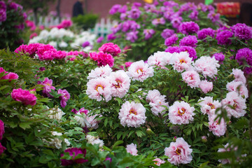 牡丹花的寓意与花语是什么呢,牡丹花的花语和寓意和象征是什么