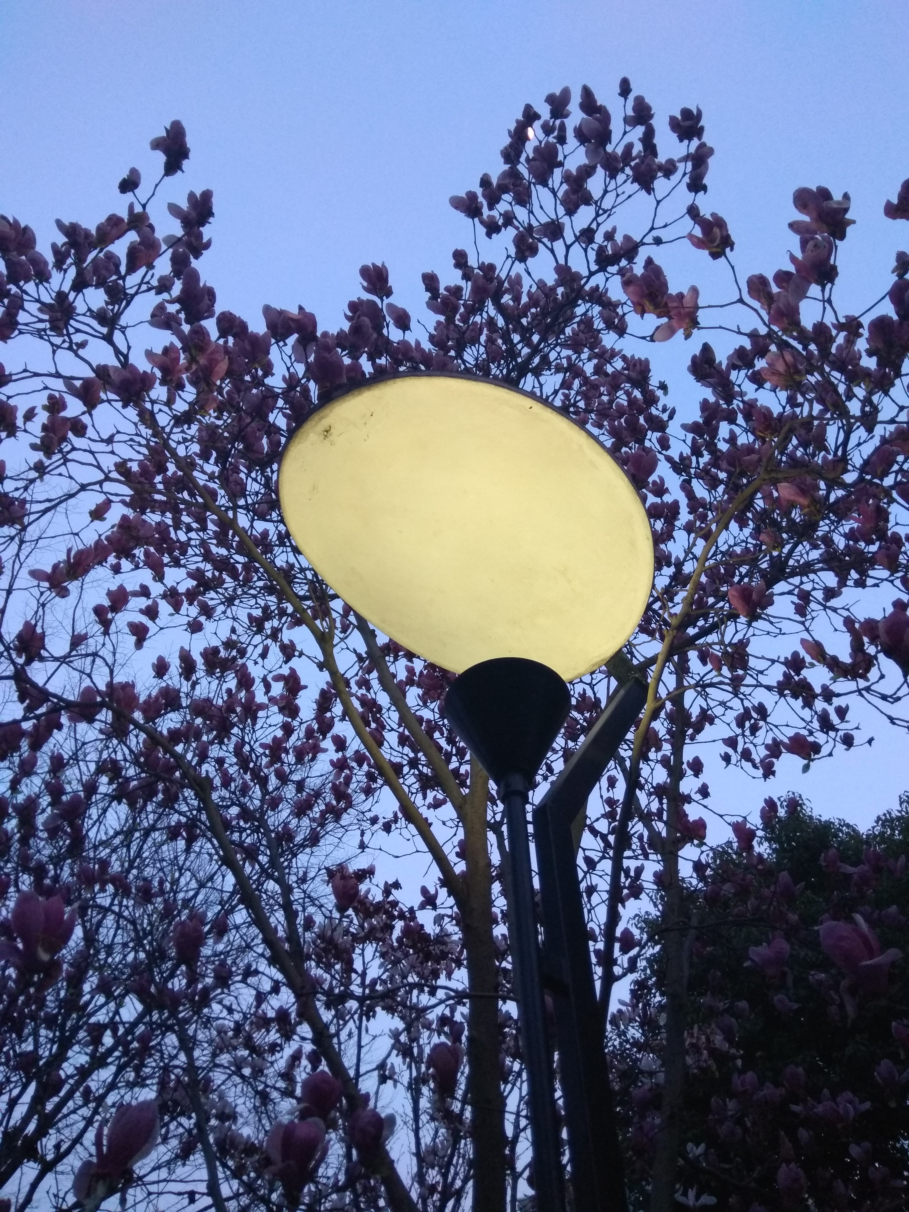 红米手机拍摄技巧大全,红米手机怎么拍出单反的效果