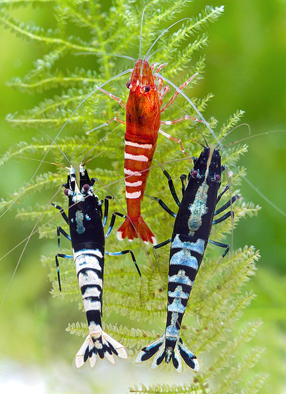 养观赏虾的缸养什么鱼,观赏虾和观赏鱼哪个好养一些