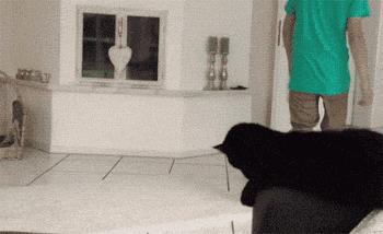 把喵咪交给男朋友照顾,回来我居然看到这种画面……