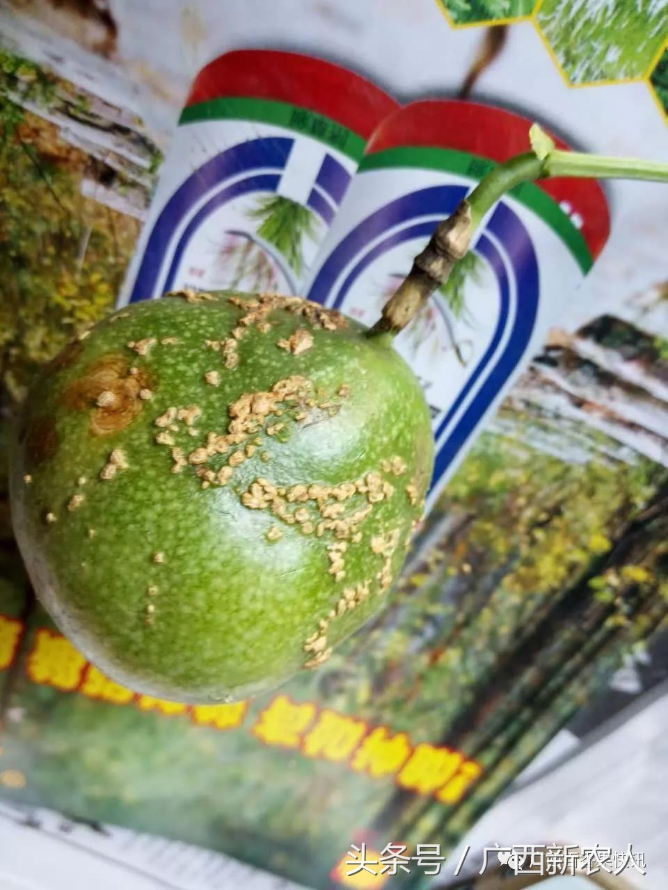 百香果病害图谱及防治,百香果果实病毒病图谱及防治