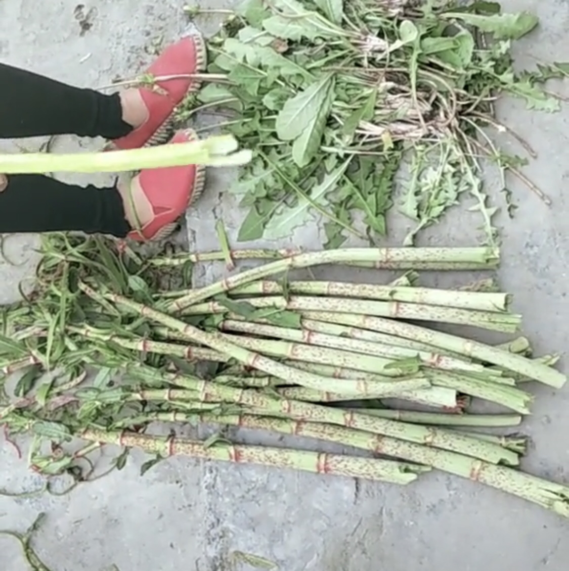 虎杖酸苷,传统甜杆儿时的美食