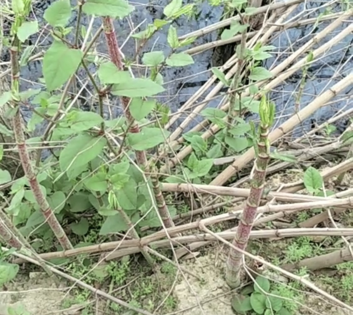 虎杖酸苷,传统甜杆儿时的美食