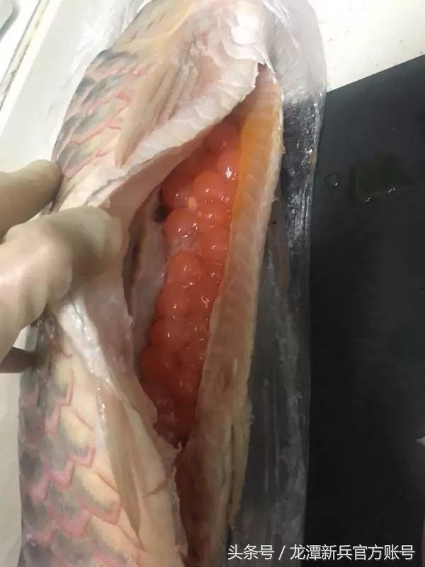 养了十年的龙鱼抱卵了,养了4年的龙鱼还能活多久