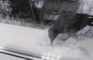 动物灵活训练,训练动物必杀技