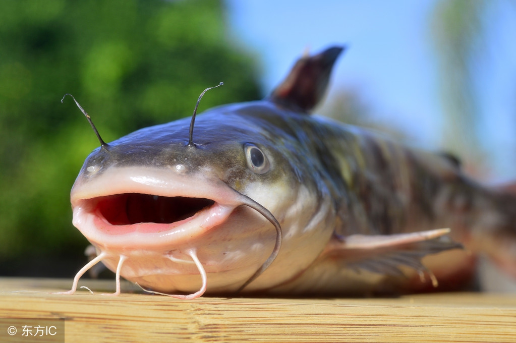 钓黄鳝鱼绝招视频,怎样钓黄骨鱼最有效
