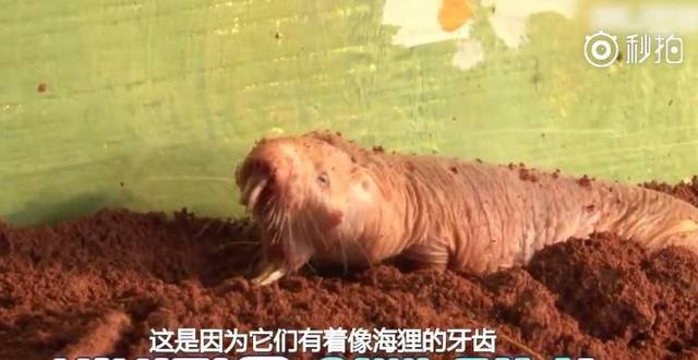 世界四大最丑动物,世界上最丑的鼹鼠