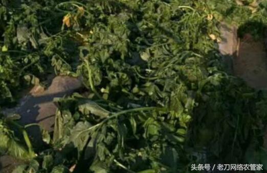 全国最新马铃薯冻害,马铃薯苗期冻害如何补救