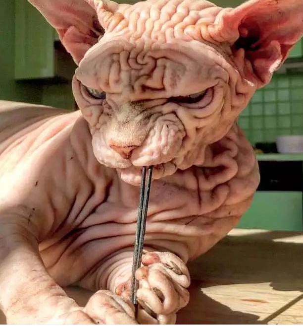 斯芬克斯猫是如何产生的,斯芬克斯猫像外星人