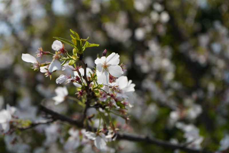 一个佳能*党**眼中的索尼A7M3,ILCE-7M3，索尼新款相机入手小评