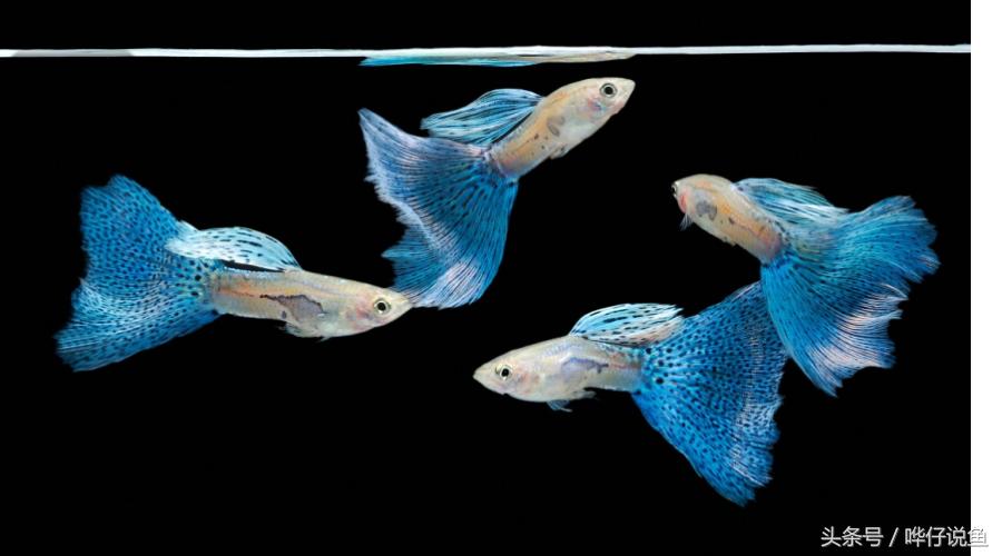 养鱼如何不死,养鱼不死鱼先学会鱼缸消毒