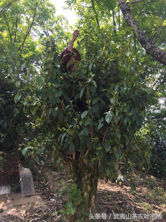 真假大红袍、伪劣大红袍、武夷山茶农世家教你鉴别方法（