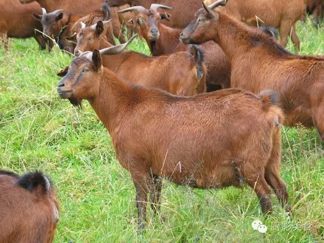 爱吃羊肉,爱吃串,那就看看这60种不同品种的羊长什么样子吧!