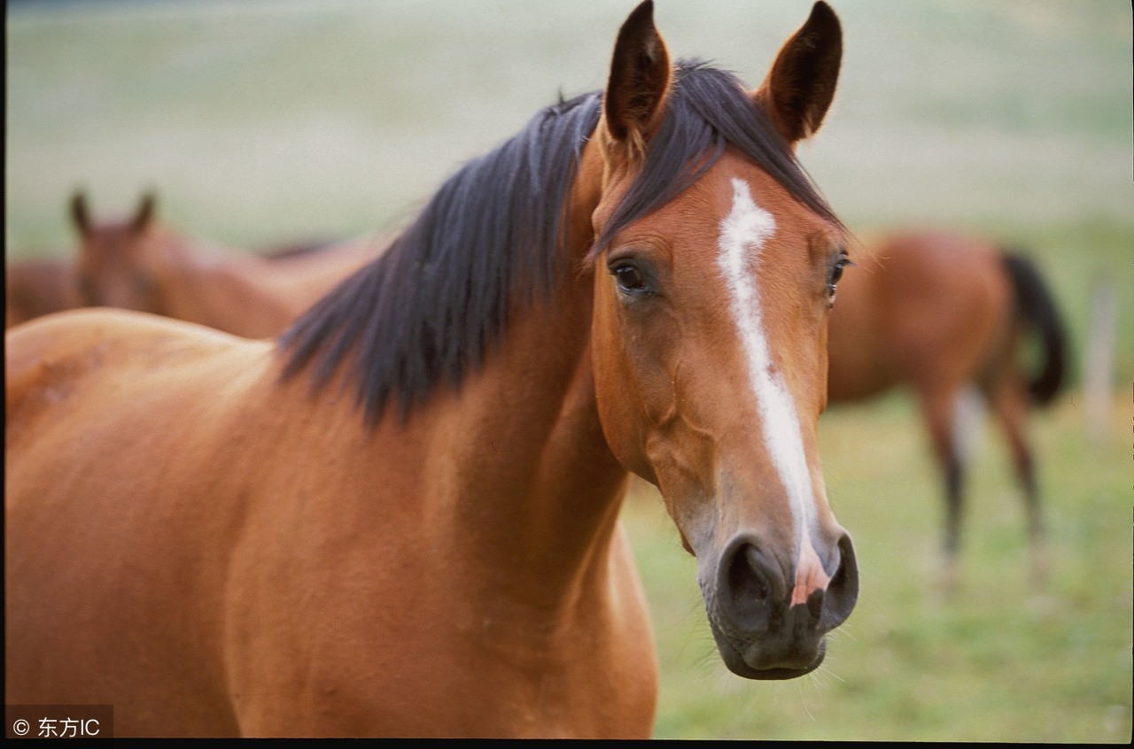 三国演义到底有多经典,三国演义另外三部名著