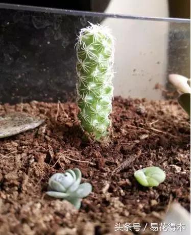 多肉植物养殖土壤配方,不花钱多肉植物养殖方法