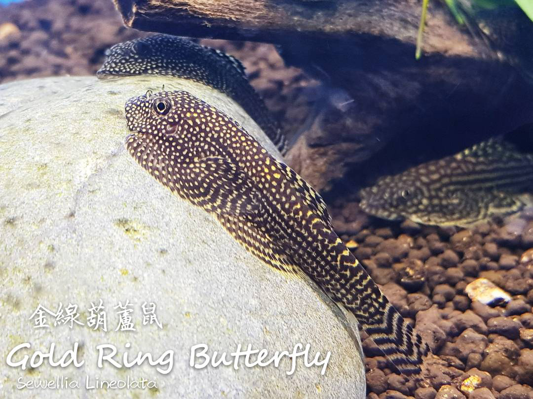 观赏鱼热带鱼品种,热带鱼品种太多认不清