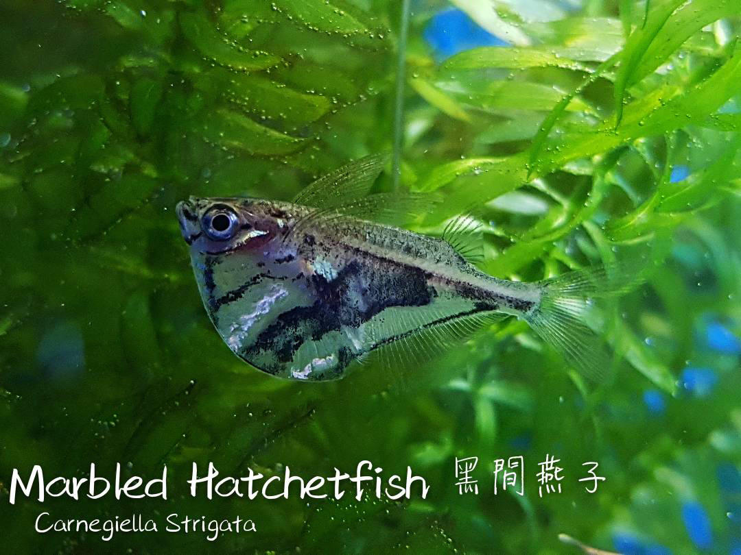 观赏鱼热带鱼品种,热带鱼品种太多认不清