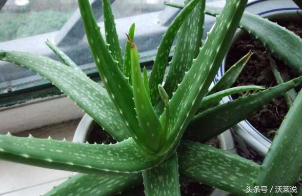 适合盆栽的药草,花园里的木本植物