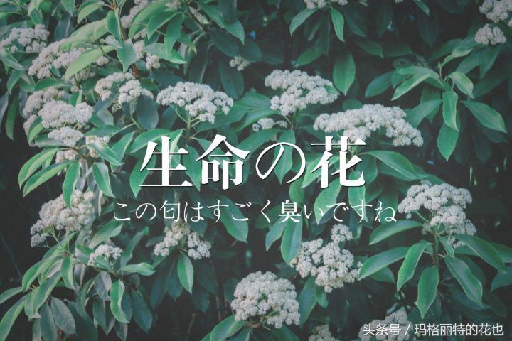 石楠花的气味是怎样的,石楠花的味道和什么植物差不多